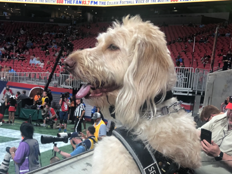 Service Dogs at Sporting Events: Enhancing Accessibility and Support